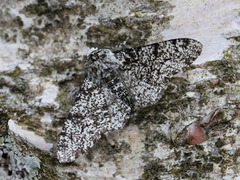 Biston betularia (Peppered Moth)