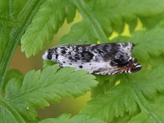 Ancylis laetana (Ospesigdvikler)