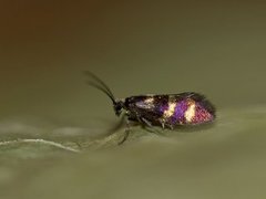 Micropterix aureatella