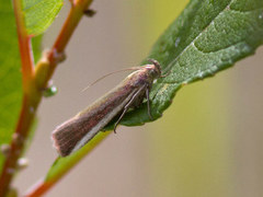 Oncocera semirubella (Rosy-Striped Knot-Horn)
