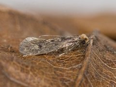 Tinea pellionella (Case-bearing Clothes Moth)