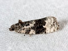 Apotomis turbidana (White-shouldered Marble)