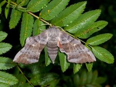 Laothoe populi (Poplar Hawk-moth)