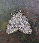 Epirrita christyi (Pale November Moth)