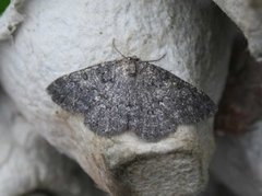 Charissa obscurata (The Annulet)