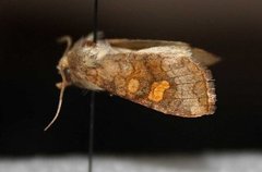 Amphipoea lucens (Myrstengelfly)