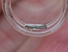 Swammerdamia caesiella (Birch Ermel)