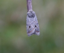 Agrochola lota (Brungrått høstfly)