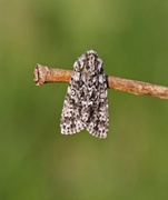 Acronicta rumicis (Knot Grass)