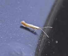 Coleophora deauratella (Kløversekkmøll)
