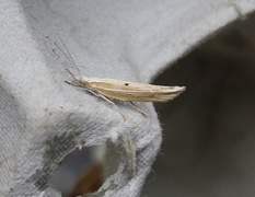 Ypsolopha nemorella (Hooked Smudge)
