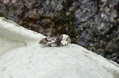 Apotomis turbidana (White-shouldered Marble)