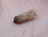 Denticucullus pygmina (Small Wainscot)