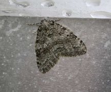 Epirrita dilutata (November Moth)