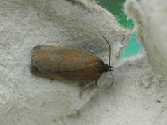 Tortricidae (Tortrix moths)