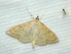 Paratalanta hyalinalis (Translucent Pearl)