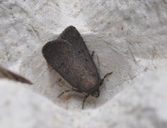 Amphipyra tragopoginis (Mouse Moth)
