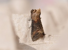 Abrostola triplasia (Brungult neslefly)