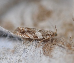 Epinotia abbreviana (Almekveldvikler)