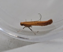 Caloptilia rufipennella (Small Red Slender)
