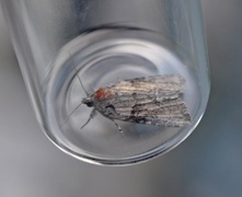 Bryophila raptricula (Grått lavfly)