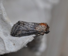 Abrostola triplasia (Dark Spectacle)