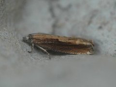 Eucosma obumbratana (Two-coloured Bell)
