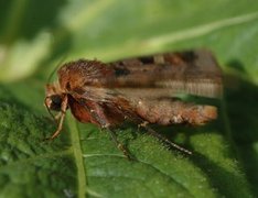 Diarsia brunnea (Rødfrynset teglfly)