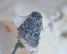 Acronicta euphorbiae (Blågrått kveldfly)