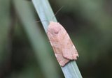 Noctua fimbriata (Bredbåndfly)
