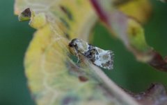 Phalonidia curvistrigana (Gylden gullrispraktvikler)