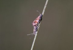 Epinotia cruciana (Rødflekket kveldvikler)