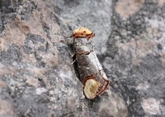 Phalera bucephala (Oksehodespinner)