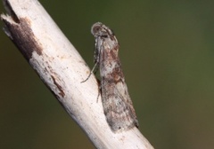 Phycita roborella (Dotted Oak Knot-horn)