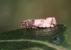 Notocelia incarnatana (Prydrosevikler)