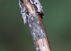 Bryophila raptricula (Marbled Grey)