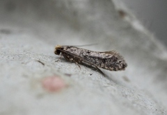 Niditinea striolella (Brindled Clothes Moth)