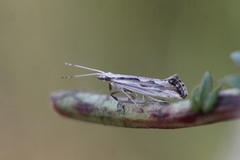 Plutella porrectella (Grey-streaked Smudge)