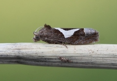 Epiblema foenella (White-foot Bell)