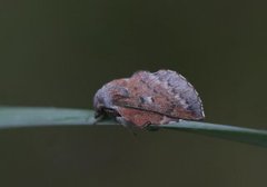 Phyllodesma ilicifolia (Small Lappet)