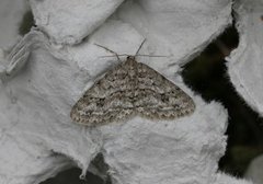 Ectropis crepuscularia (Small Engrailed)