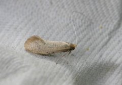 Nematopogon swammerdamella