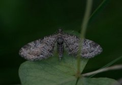 Eupithecia vulgata (Vinkeldvergmåler)