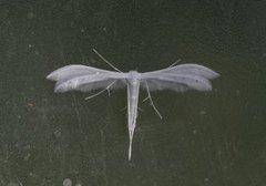 Pterophorus pentadactyla (Sølvfjærmøll)