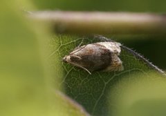 Eucosmomorpha albersana (Honeysuckle Bell)