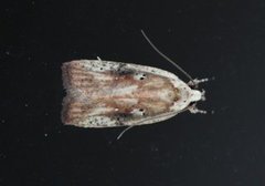 Agonopterix nervosa (Dark-fringed Flat-body)