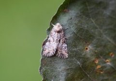 Mesoligia furuncula (Cloaked Minor)