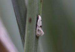 Elachista maculicerusella (Triple-spot Dwarf)