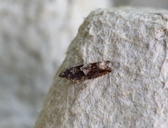 Epinotia immundana (Common Birch Bell)