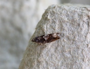 Epinotia immundana (Brun kveldvikler)